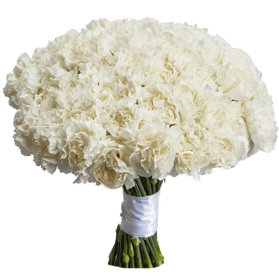 Гвоздики белые